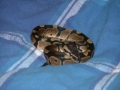 Charlie