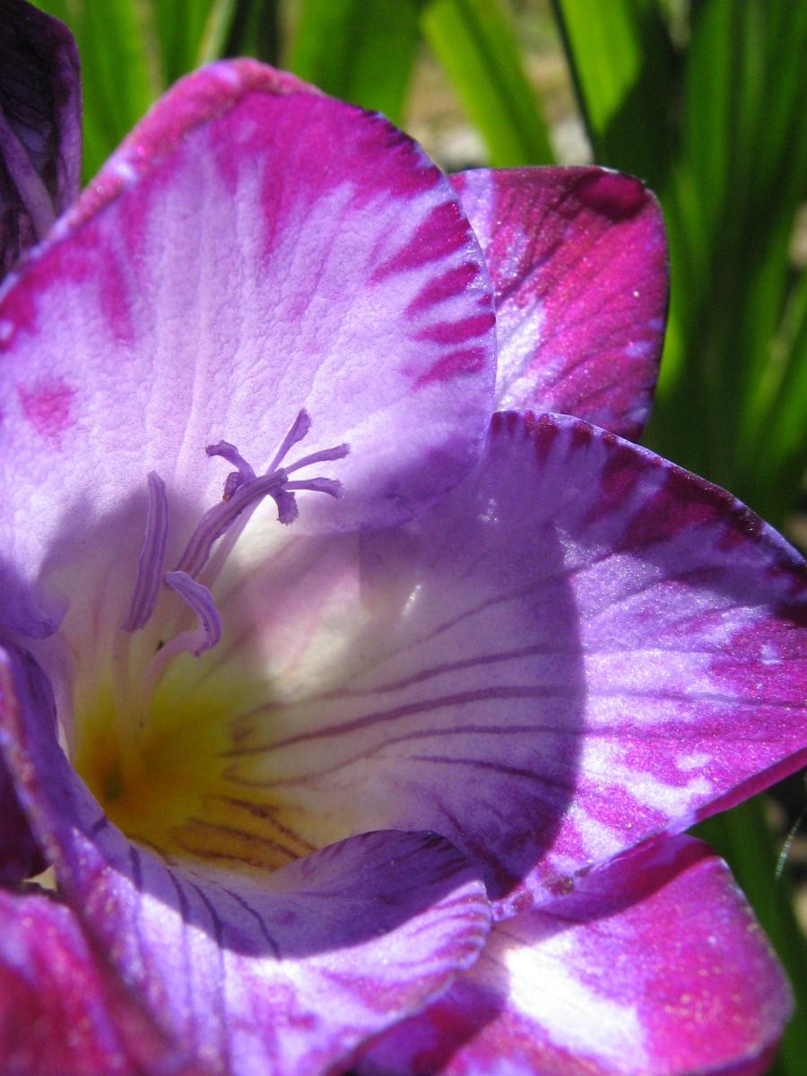 Freesia