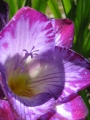 Freesia