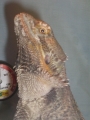 Phoebe