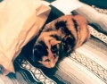 And the Cat