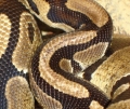 Scales