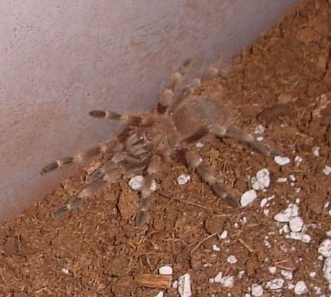 Brazilian Giant Blonde (Nhandu vulpinus)