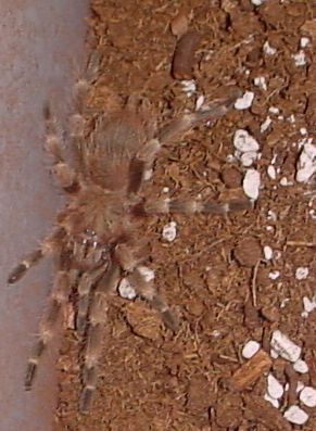 Brazilian Giant Blonde (Nhandu vulpinus)