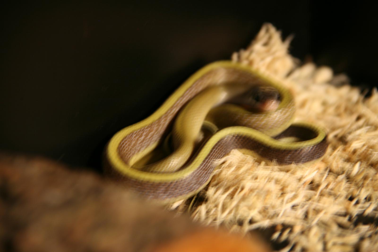 Cave Dwelling Ratsnake