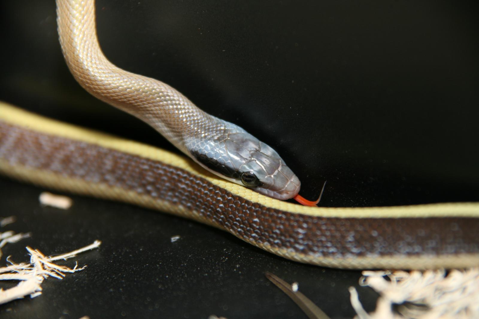 Cave Dwelling Ratsnake