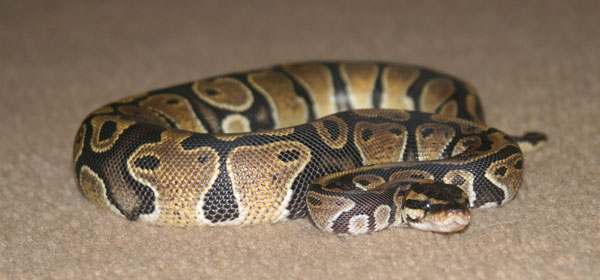 BP-Carpet-Web