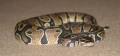 BP-Carpet-Web