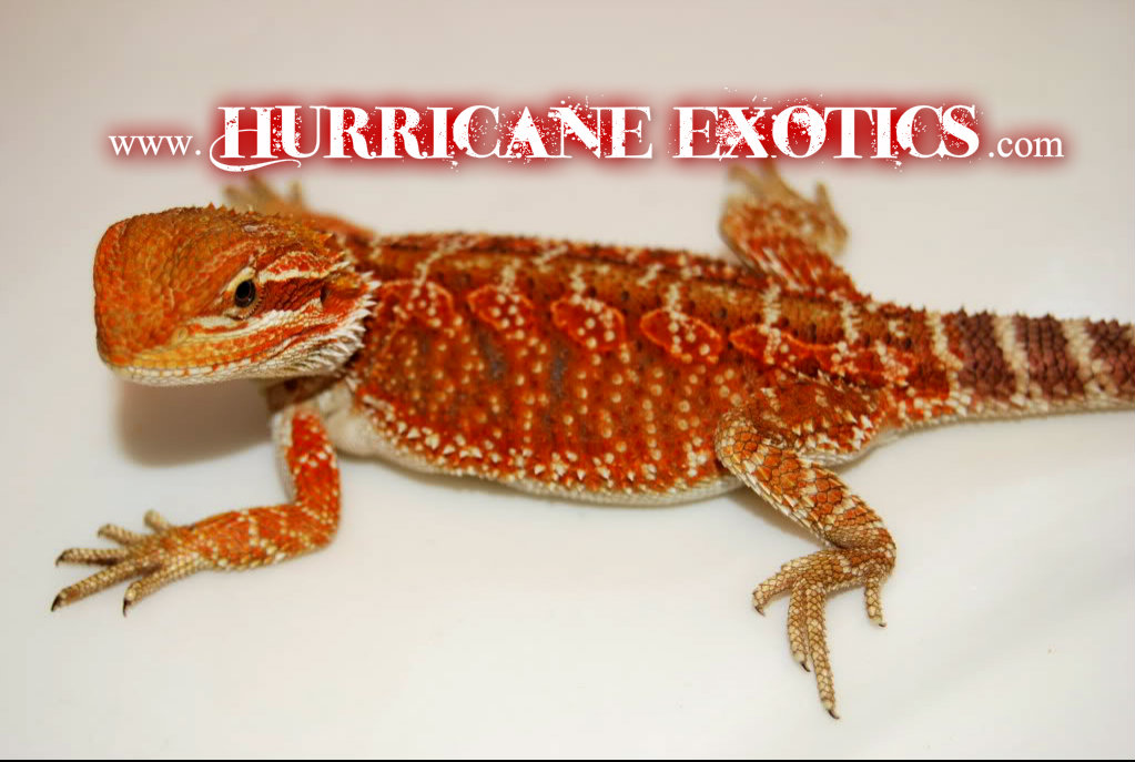 Orange Phase Bearded Dragon