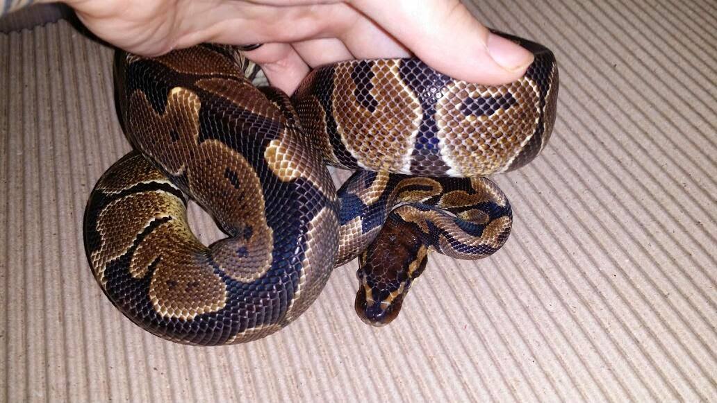 Paint Morph?