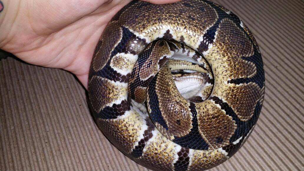 Paint Morph?