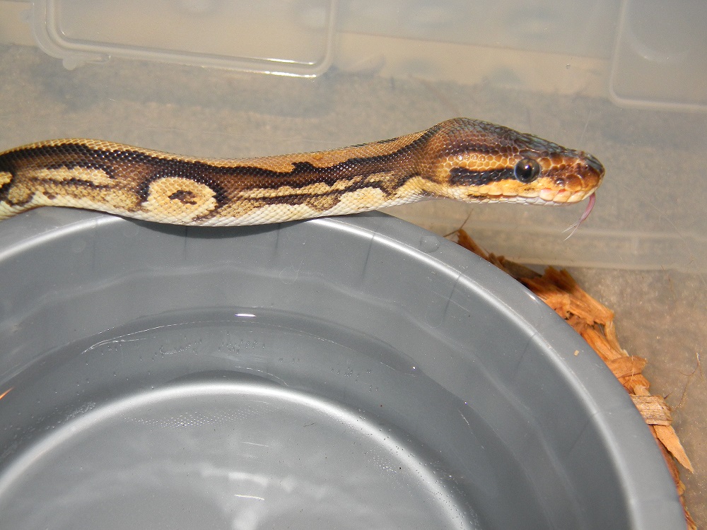 Togo female