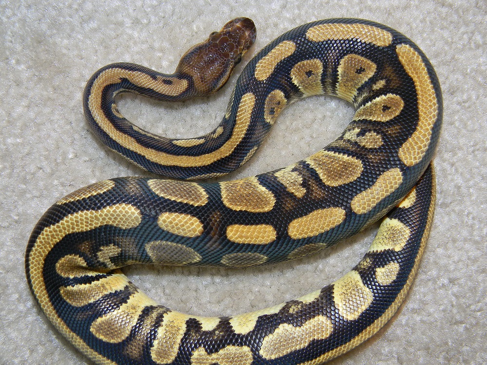 Togo female