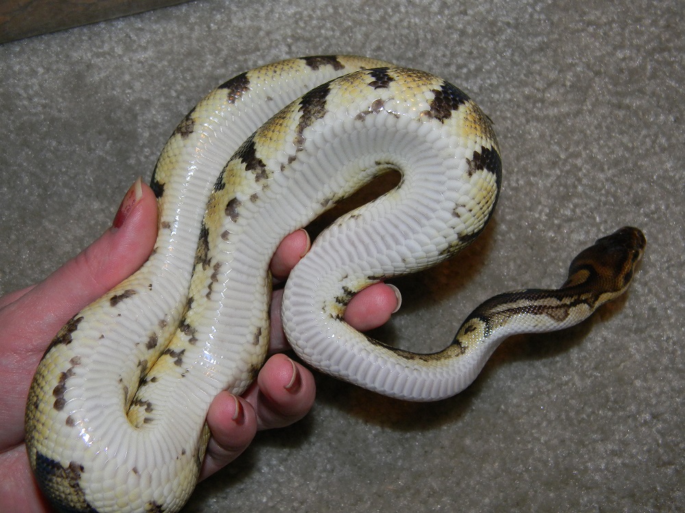 Togo female