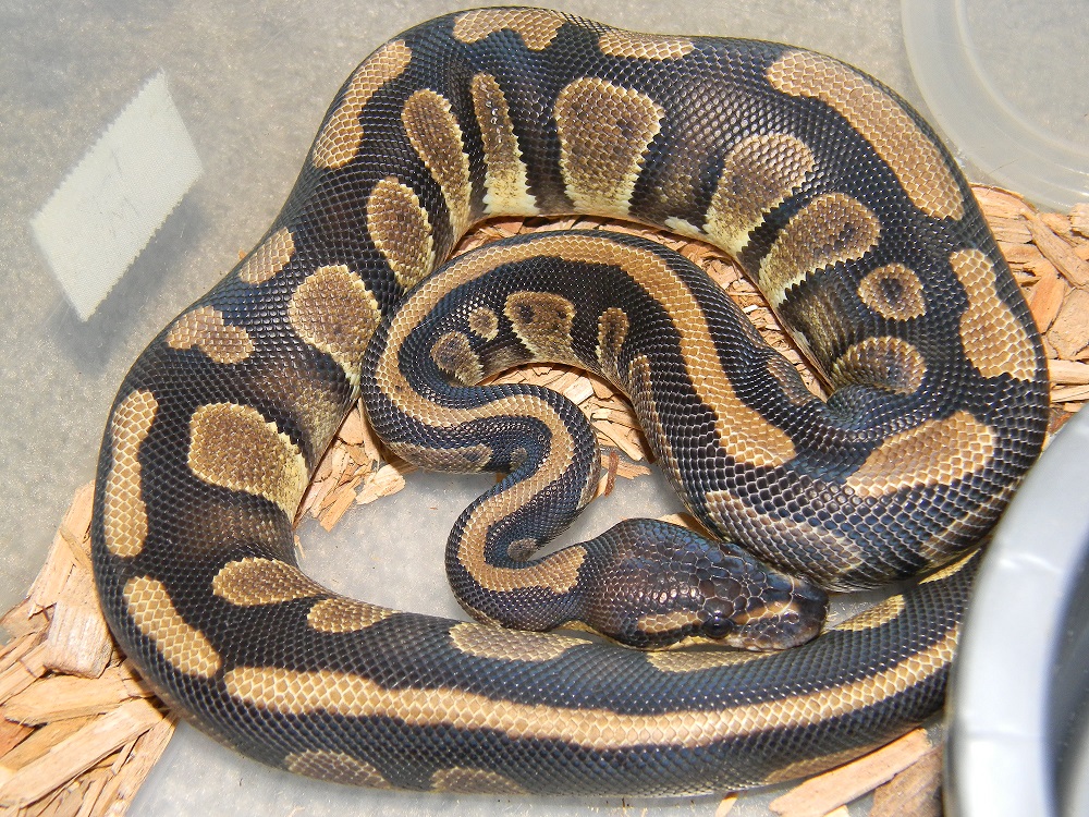 Togo male