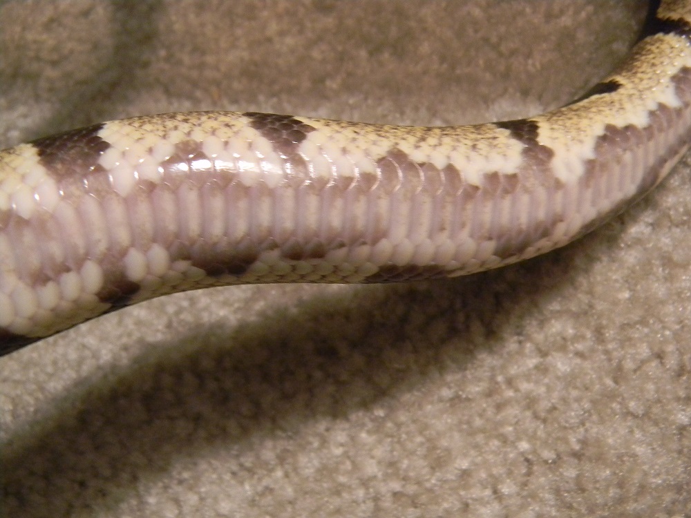 Togo male