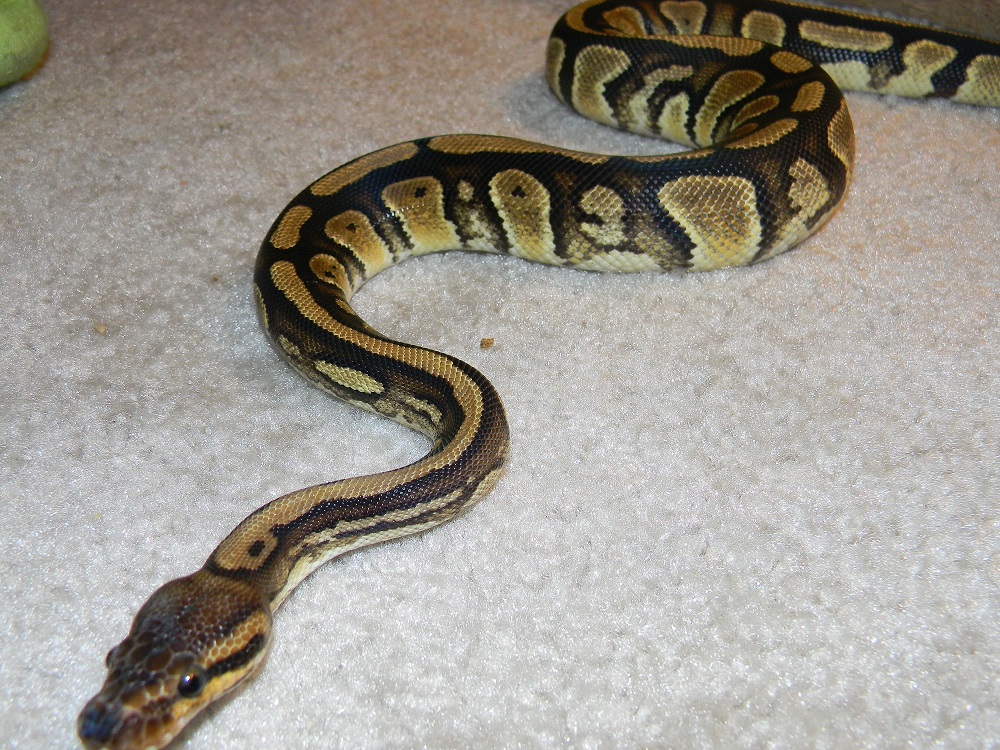 Togo female