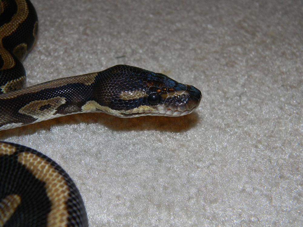 Togo male