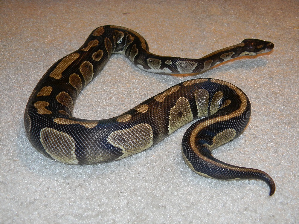 Togo male