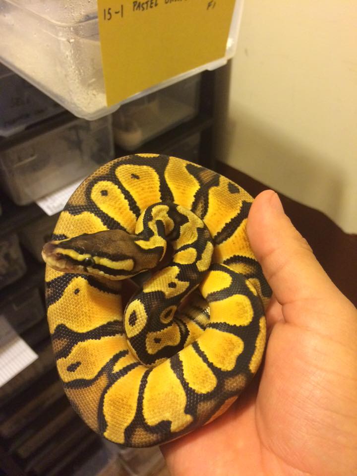 Pastel Orange Dream female