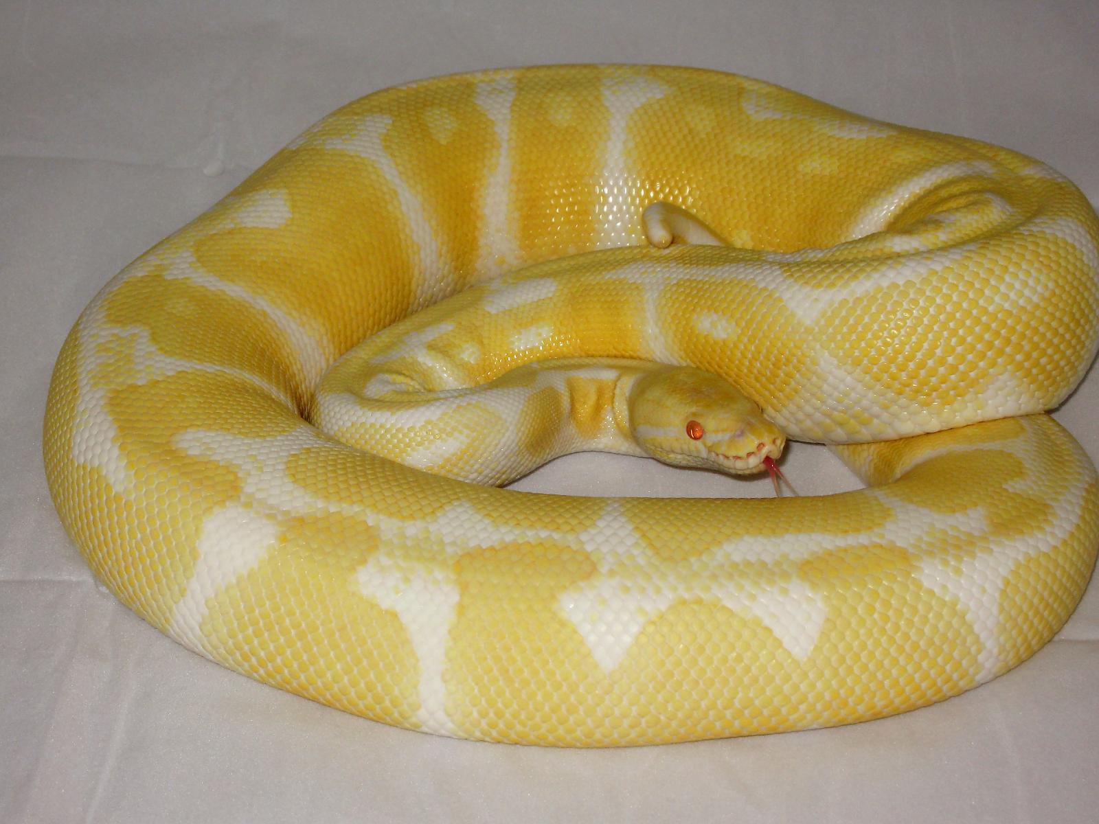 Female Albino het Snow