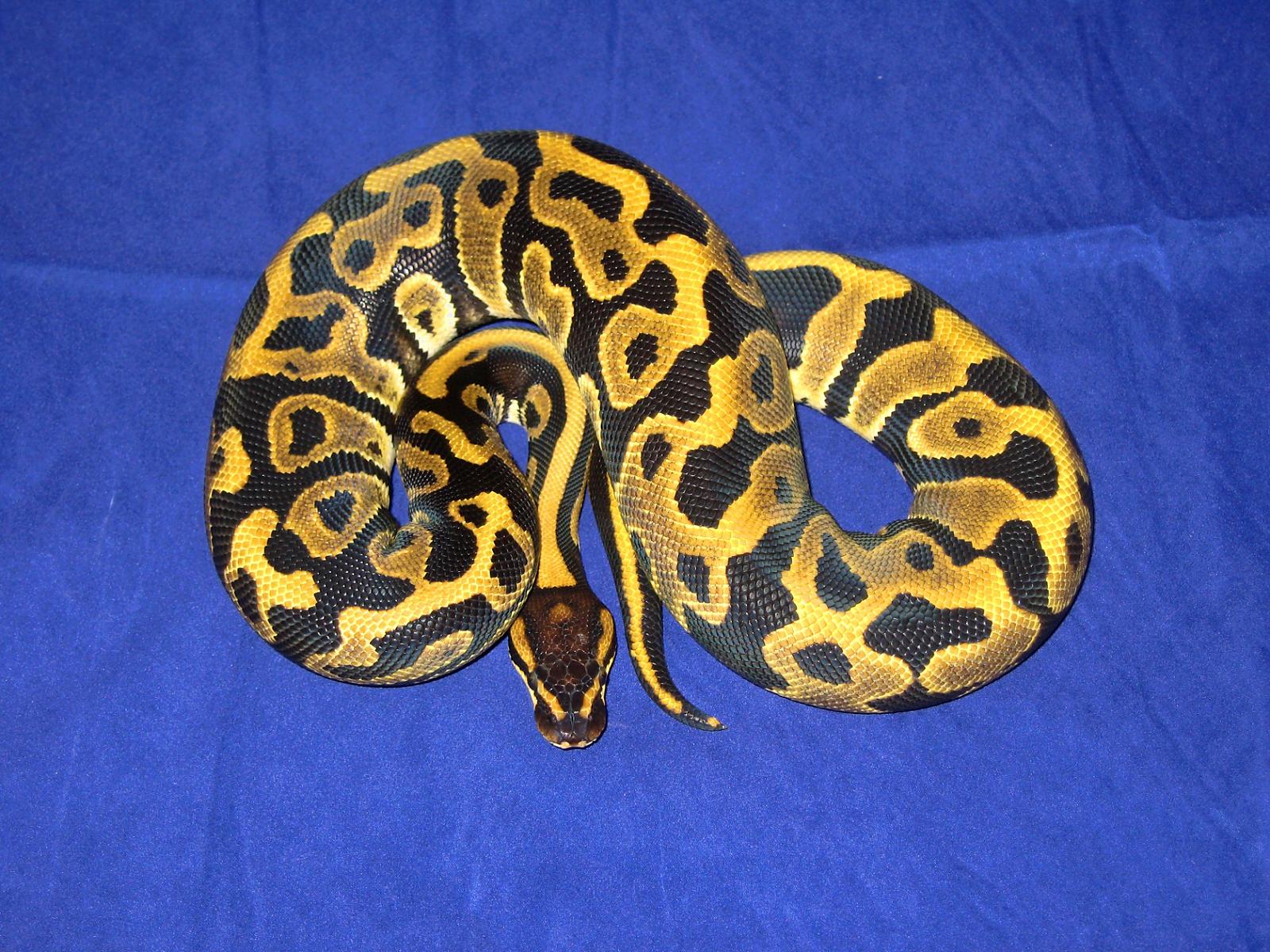 Female Leopard