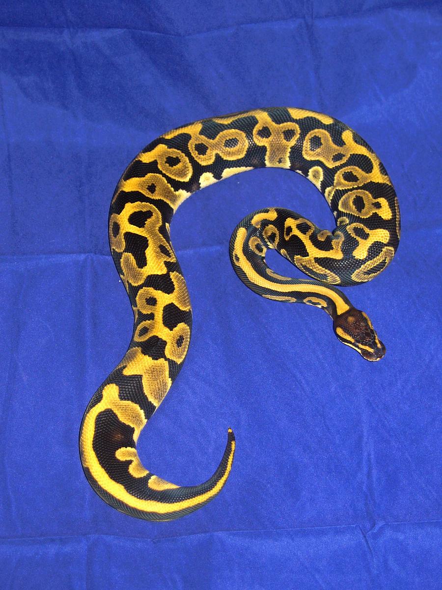 Female Leopard