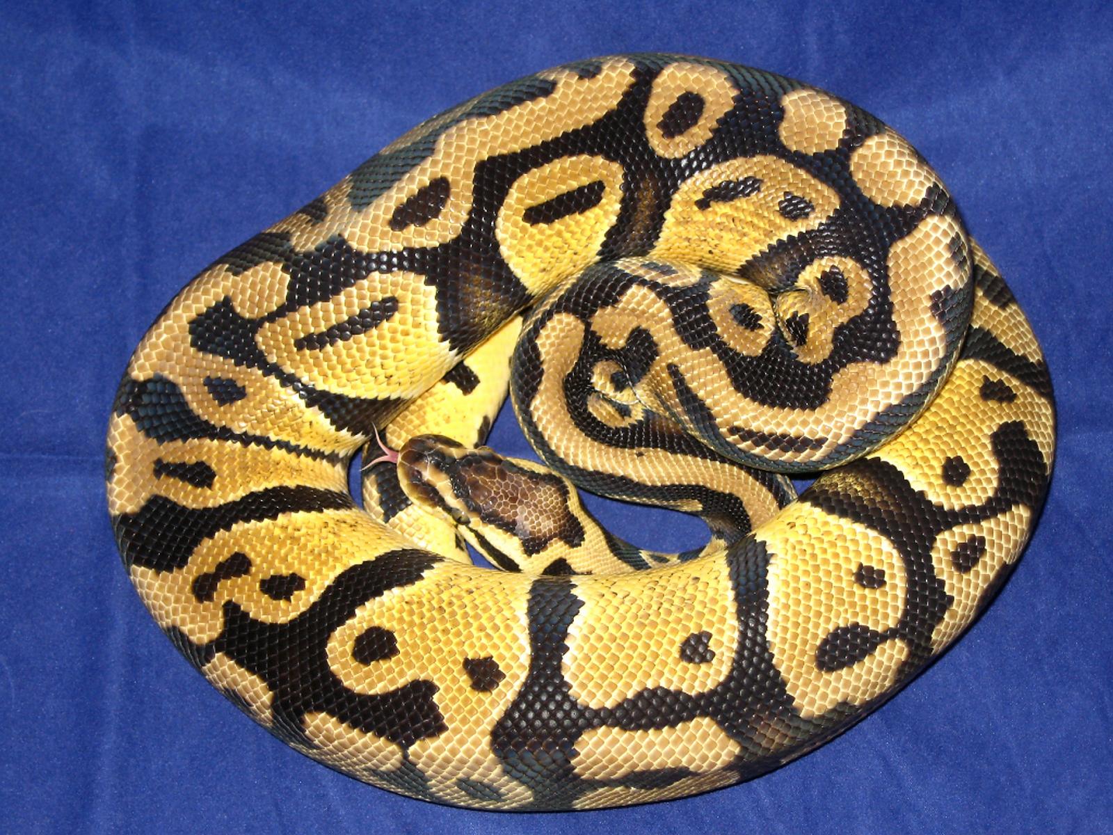 Pastel Poss Het Clown