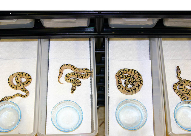 ball python 83920