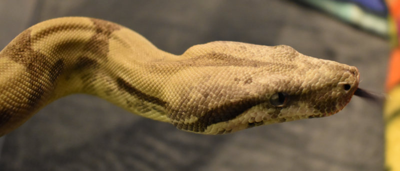 behira close up of face w tongue - no macro