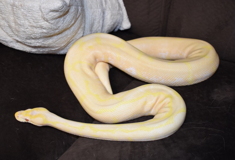 shayna after shed