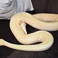 shayna after shed