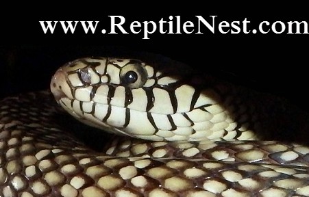 Domino, my female Brooks King Snake