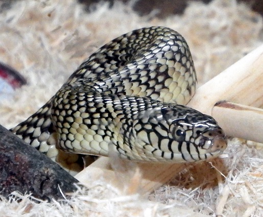 Domino, my female Brooks King Snake