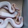 Coral Glow het Pieds available.