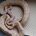 Coral Glow het Pieds available.