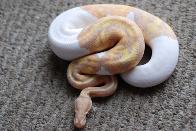 Coral Glow het Pieds available.