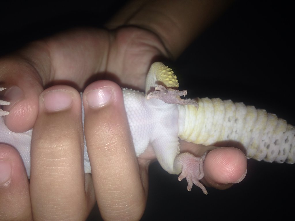 Help!!!! Is this a male or a female leopard gecko???
