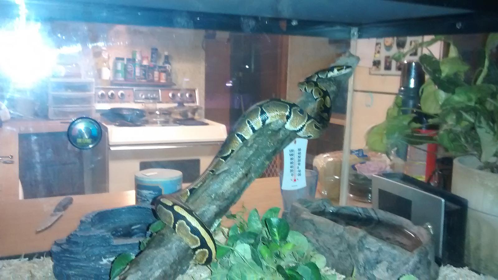 my BP kaa