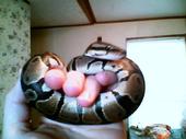 Krazi's Snakes