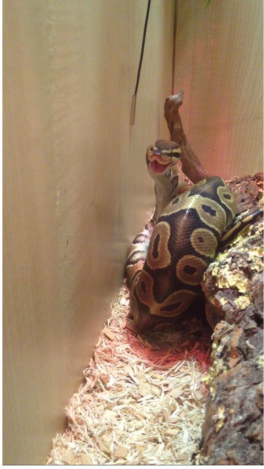 Zeus Smiling after a feed :D 