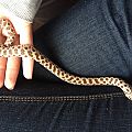 Hoggy the hog nosed snake :D