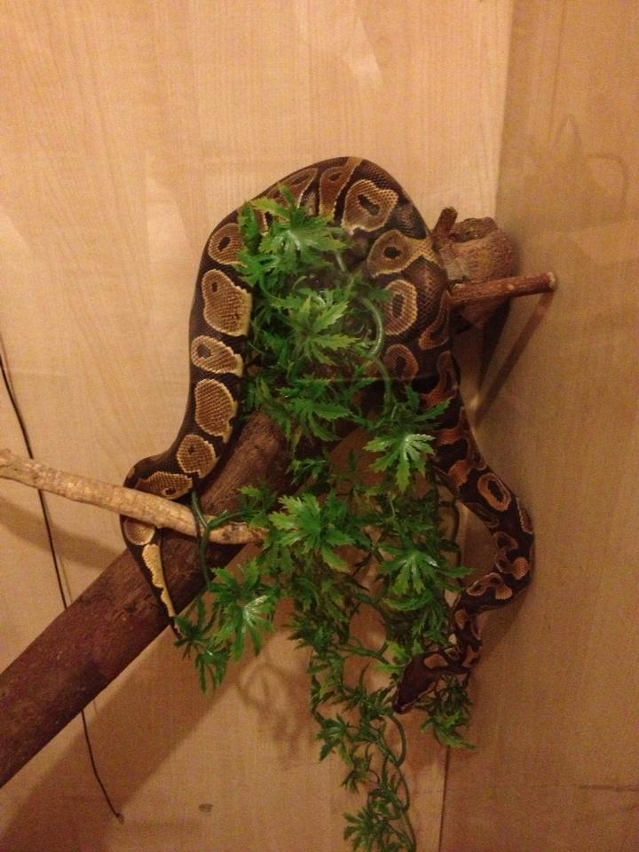 Few of mine and my girls pets