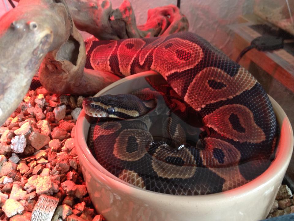 Few of mine and my girls pets