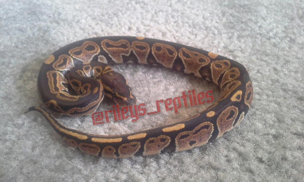 0.1 Het Red Axanthic 100% het. Orange Ghost