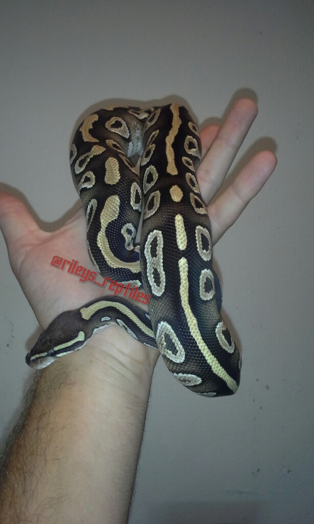 0.1 Mojave