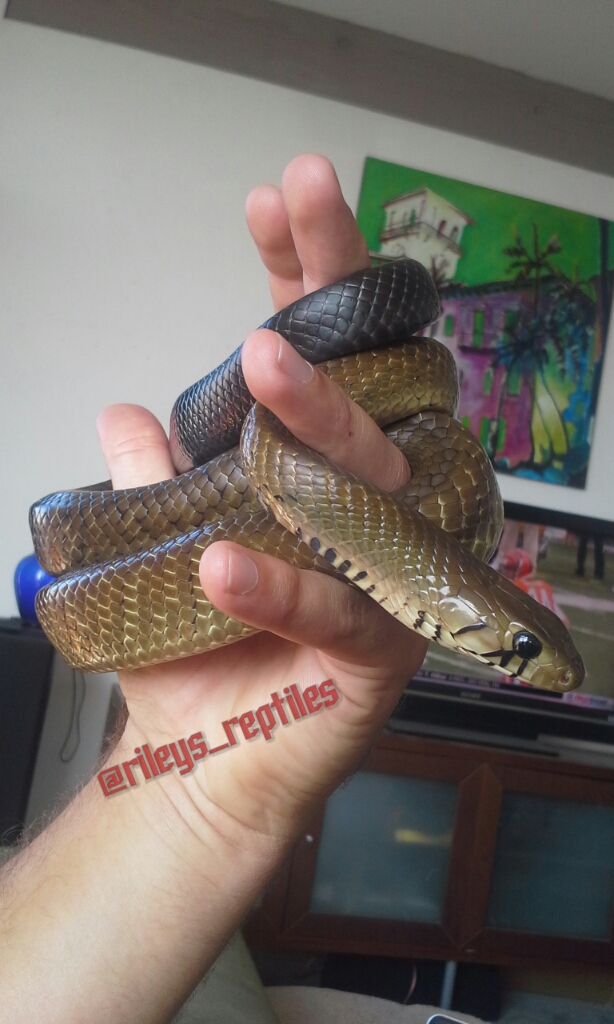 1.0 Black Tail Cribo