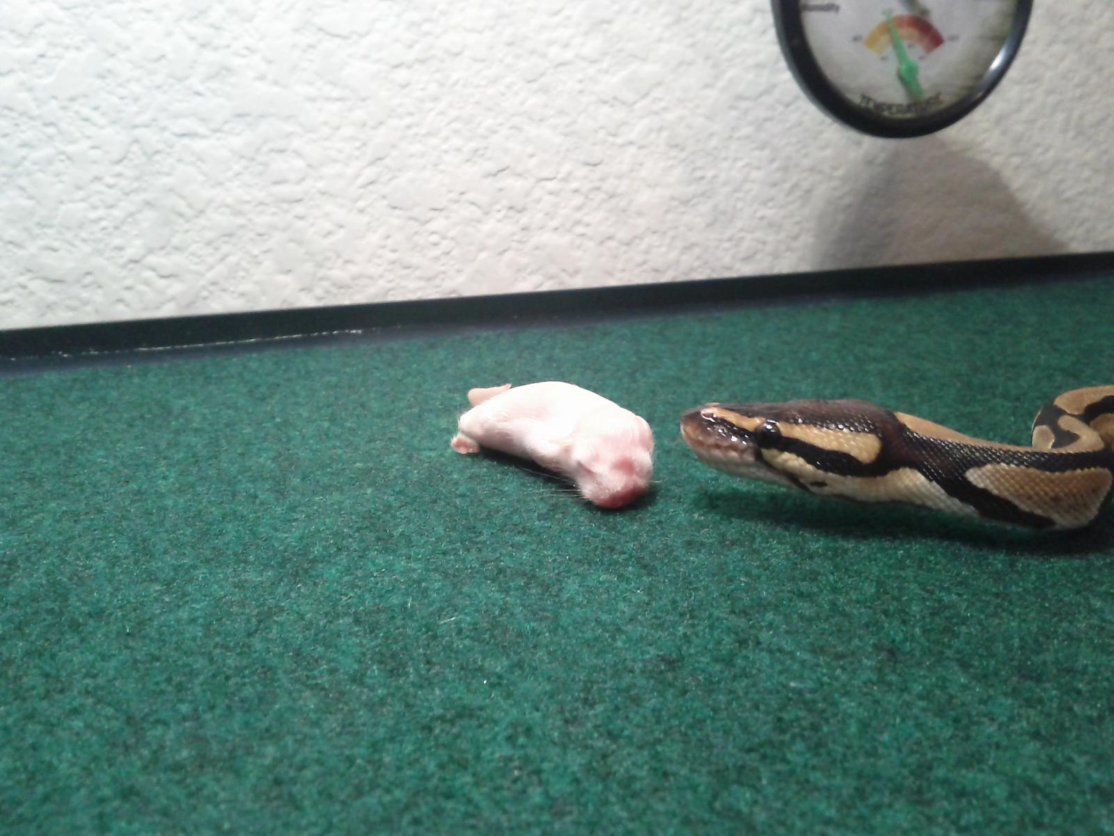 first feeding 20130629