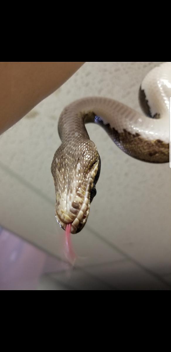 Snake scales