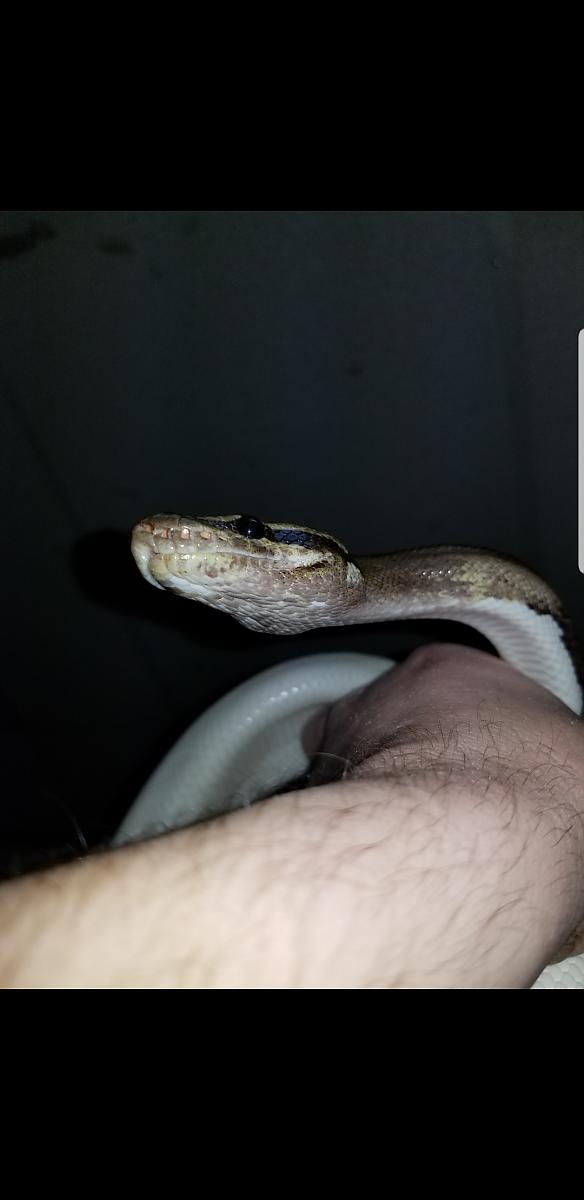 Snake scales